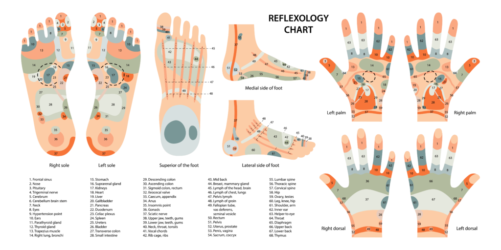 Zonas reflexología manos y pies